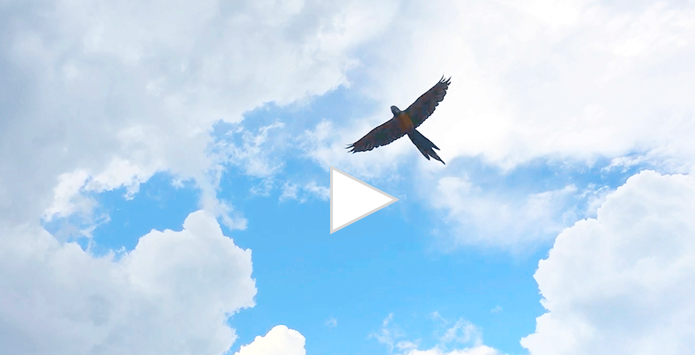 Macaw Free Flight Demo at AFA