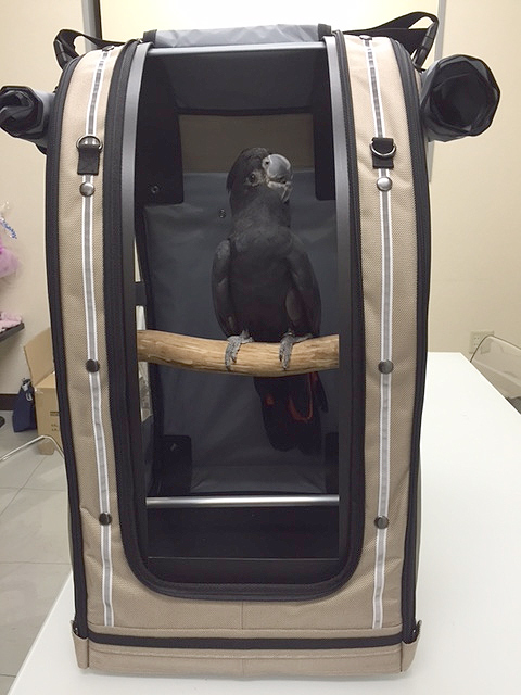 Red Tailed Black Cockatoo in Celltei Pak-o-Bird in Japan (photo courtesy of Makato S.)