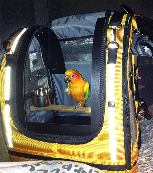 Squirt, the Sun Conure,  is happy inside a Celltei