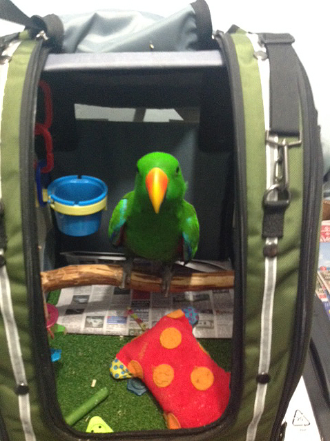 Eclectus Wally posing for Celltei