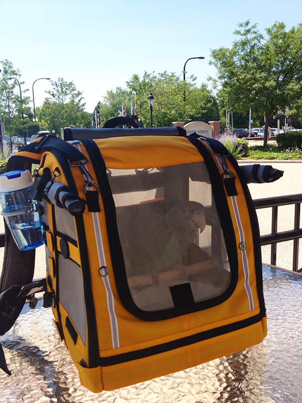 Another Happy Caped Parrot inside inside her Celltei Carrier