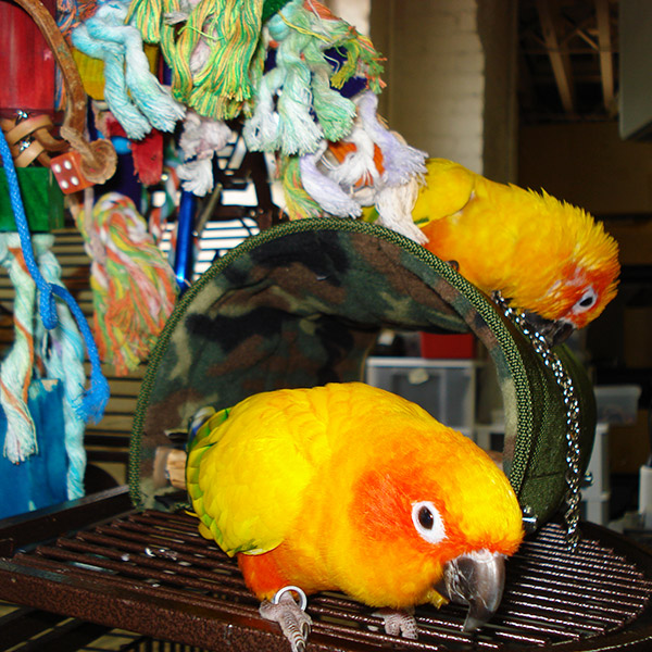 Sunshine & Fluffy working hard on chewing Sunshine & Fluffy working hard on chewing