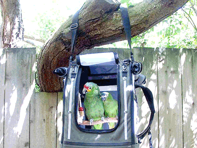 Traveling with Birds Traveling with Birds