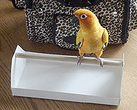 Celltei's First Bird Item Celltei's First Bird Item