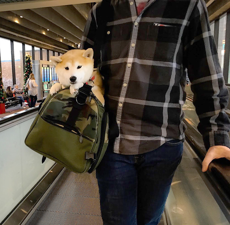 Celltei Airline Carrier for Tokyo, a world traveling Shiba Inu girl Celltei Airline Carrier for Tokyo, a world traveling Shiba Inu girl
