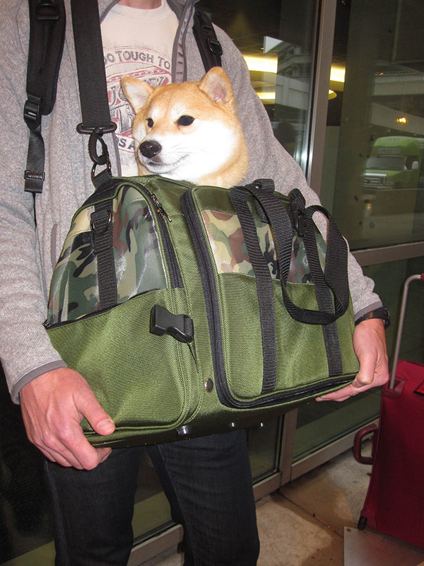 Tokyo in airport being carried in a Celltei carrier 