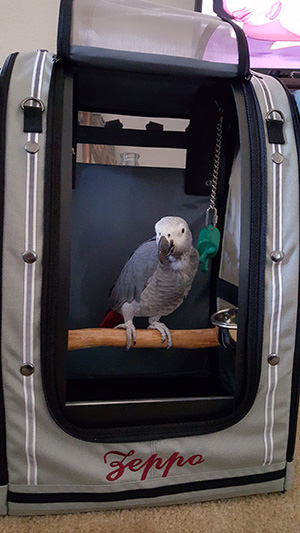 Zeppo testing his new Pak-o-bird Zeppo testing his new Pak-o-bird