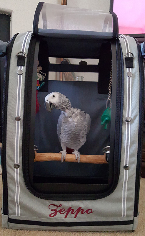 Congo African grey Zeppo, a plucker, looking good inside Celltei Carrier Congo African grey Zeppo, a plucker, looking good inside Celltei Carrier
