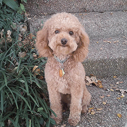Severus, an atheletic Poodle (photo courtesy of Jane B.) Smart Severus