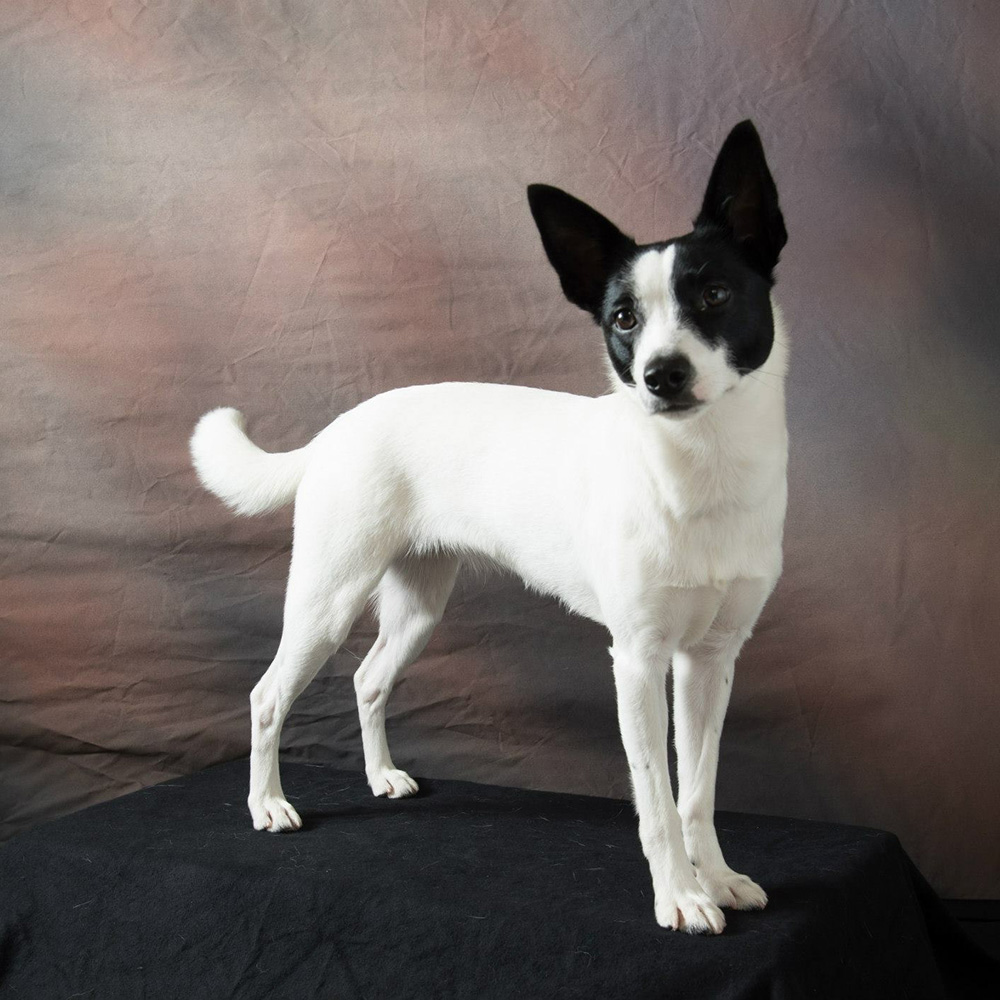 Celltei Airline Carrier for Sundae, the Agility Border Rat Mix Dog "