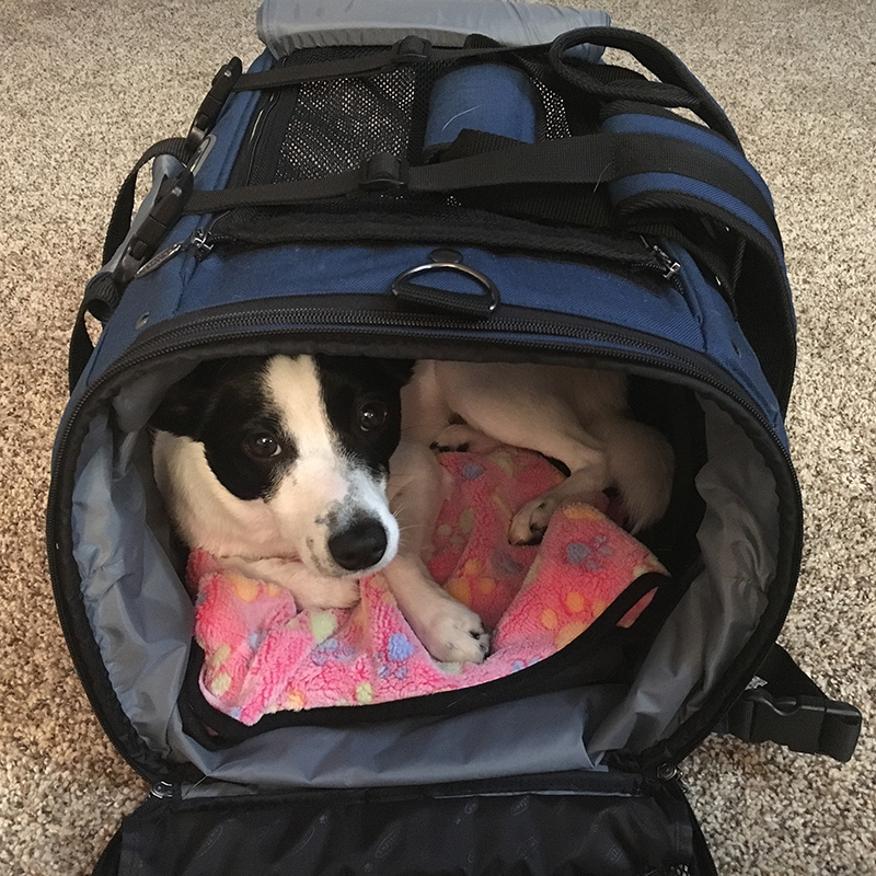 Sundae curled up inside her new Celltei bag comfortably