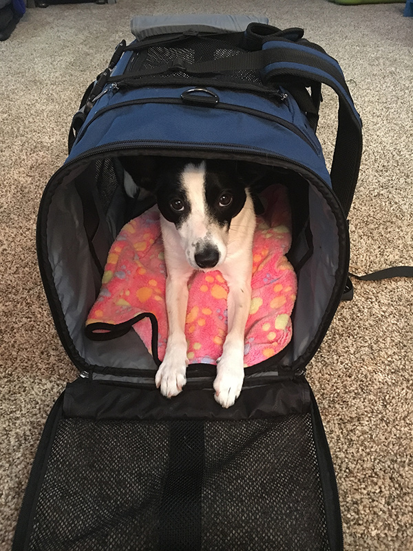 Agility Dog Sundae stretched out inside her Celltei Carrier
