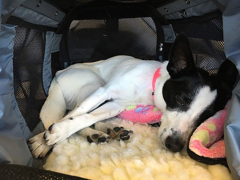 Sundae, the Agility Dog, patiently and comfortably resting on his flight inside a Celltei pet carrier