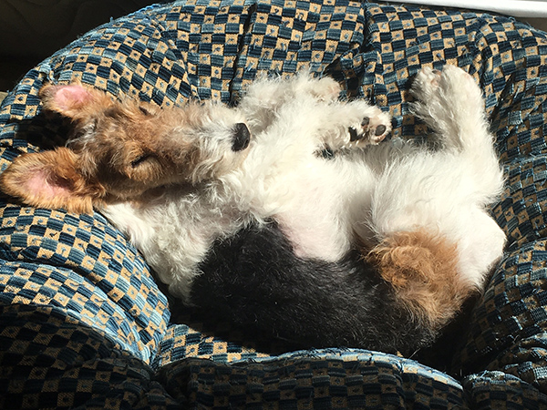 Harlow dreaming deep (photo courtesy of Raymond T.) Celltei Expand Top Pet Carrier Design for Airline Travel