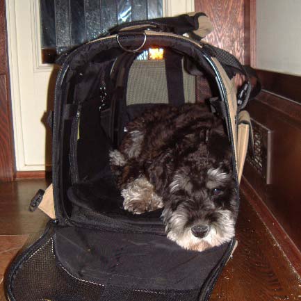 Schnauzer patiently waits inside Celltei Backpack hoping for another walk outside