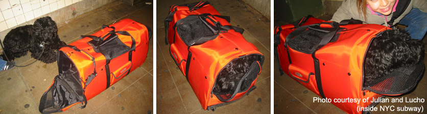 dog carrier 50 lbs